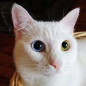 Meet your Posher, Lincoln